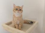 British Shorthair Olivia - British Shorthair Cat For Sale - Chicago&comma; IL&comma; US