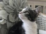 Henry - Munchkin Cat For Sale - Salem&comma; OR&comma; US