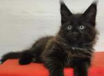 Lucky - Maine Coon Cat For Sale - Norwalk&comma; CT&comma; US