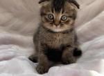 Mike - Scottish Fold Cat For Sale - Brooklyn&comma; NY&comma; US