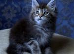 Rasika - Maine Coon Cat For Sale - New York&comma; NY&comma; US