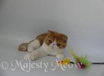 Clooney - Exotic Cat For Sale - Yucca Valley&comma; CA&comma; US