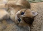 East - Scottish Fold Cat For Sale - Houston&comma; TX&comma; US