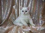 IDCATTERY JUNE LITTER - British Shorthair Cat For Sale - Auburn&comma; WA&comma; US