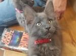 ANGUS - Maine Coon Cat For Sale - Crestview&comma; FL&comma; US