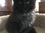 Byron Reserved by Samuel - Maine Coon Cat For Sale - Chipley&comma; FL&comma; US