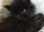 Binx Reserved by Carol & David - Maine Coon Cat For Sale - Chipley&comma; FL&comma; US