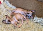 Sphynx kittens for sale - Sphynx Cat For Sale - Brooklyn&comma; NY&comma; US