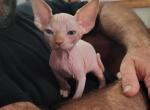 Male kittens - Sphynx Cat For Sale - Rockford&comma; IL&comma; US