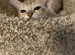 Sophia litter - Singapura Cat For Sale - Mocksville&comma; NC&comma; US