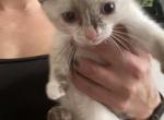 Charlies kitten - Siamese Cat For Sale - Denver&comma; CO&comma; US