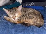 Trouble - Manx Cat For Sale - Denver&comma; CO&comma; US
