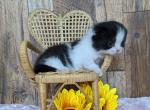 Thelma - Munchkin Cat For Sale - Neosho&comma; MO&comma; US