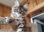 Gera - Maine Coon Cat For Sale - Norwalk&comma; CT&comma; US
