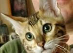 Sahara Yellow - Bengal Cat For Sale - Bradner&comma; OH&comma; US