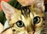 Burst Green - Bengal Cat For Sale - Bradner&comma; OH&comma; US