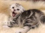 Slastena - Scottish Fold Cat For Sale - Norwalk&comma; CT&comma; US