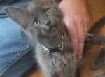 OMalley - Maine Coon Cat For Sale - Crestview&comma; FL&comma; US