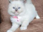 Blue mitted traditional - Ragdoll Cat For Sale - Farmville&comma; VA&comma; US