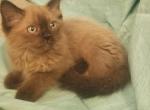 Happy Kittens - Ragdoll Cat For Sale - San Antonio&comma; TX&comma; US