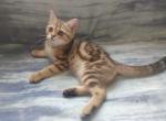 George - British Shorthair Cat For Sale - Chicago&comma; IL&comma; US
