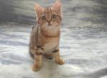 Gala - British Shorthair Cat For Sale - Chicago&comma; IL&comma; US