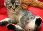 Tommy - Scottish Straight Cat For Sale - Brooklyn&comma; NY&comma; US