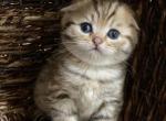 Lucas - Scottish Fold Cat For Sale - Atlanta&comma; GA&comma; US