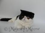 Tessa - Exotic Cat For Sale - Yucca Valley&comma; CA&comma; US