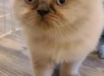 CFA Registered Himalayan Kitten - Himalayan Cat For Sale - Greenville&comma; OH&comma; US