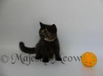 Nora - Exotic Cat For Sale - Yucca Valley&comma; CA&comma; US