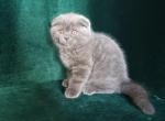 Bright - Scottish Fold Cat For Sale - Norwalk&comma; CT&comma; US
