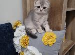 Pandora Alphastar - Scottish Fold Cat For Sale - Levittown&comma; PA&comma; US