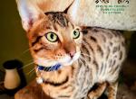 Spyderman - Bengal Cat For Sale - Bronx&comma; NY&comma; US