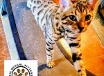 Squeak - Bengal Cat For Sale - Bronx&comma; NY&comma; US