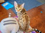 Princess - Bengal Cat For Sale - Bronx&comma; NY&comma; US