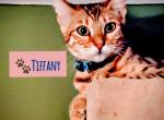 Ms Tiffany - Bengal Cat For Sale - Bronx&comma; NY&comma; US