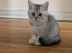 Lana - Scottish Straight Cat For Sale - Brooklyn&comma; NY&comma; US