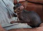 Daisy - Sphynx Cat For Sale - Rockford&comma; IL&comma; US
