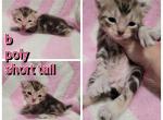 Boy liter - Highlander Cat For Sale - Frenchtown&comma; MI&comma; US