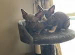 Sphynx Cleveland Columbus Pittsburgh - Sphynx Cat For Sale - New Castle&comma; PA&comma; US