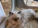 Himalayan kittens - Himalayan Cat For Sale - Greenville&comma; OH&comma; US
