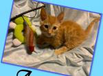 Austin - Munchkin Cat For Sale - FL&comma; US