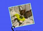 Genetta Sammy - Bengal Cat For Sale - FL&comma; US