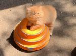 Bershire boys - Persian Cat For Sale - Berkshire&comma; NY&comma; US