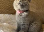 Bunny - British Shorthair Cat For Sale - Philadelphia&comma; PA&comma; US