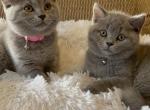 Gracie - British Shorthair Cat For Sale - Philadelphia&comma; PA&comma; US