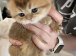 Monroe - Scottish Fold Cat For Sale - Houston&comma; TX&comma; US