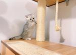 silver tabby - British Shorthair Cat For Sale - Staten Island&comma; NY&comma; US