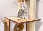 classic silver tabby - British Shorthair Cat For Sale - Staten Island&comma; NY&comma; US
